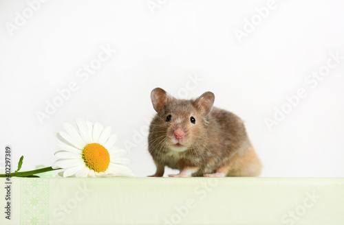 Cute hamster and chamomile flower on a white background close-up