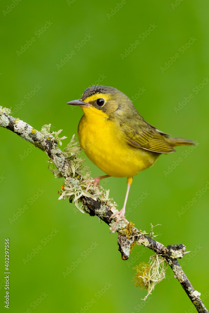 Kentucky Warbler, Geothlypis formosa Kentucky Warbler, Geothlypis formosa