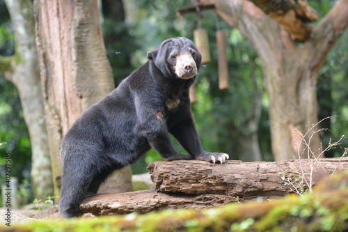 The sun bear, Helarctos malayanus, locally known as Beruang Madu photo