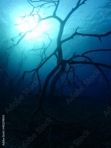 a pine tree scenery underwater tree trunk blue water ocean scenery © underocean