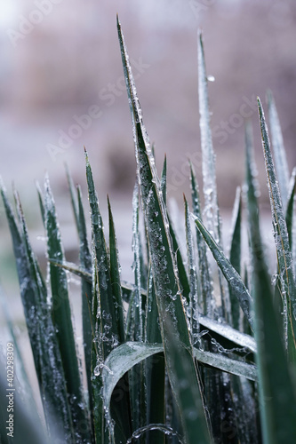 Close-up palm leaves covered with ice, concept of cold snap and climate chang.