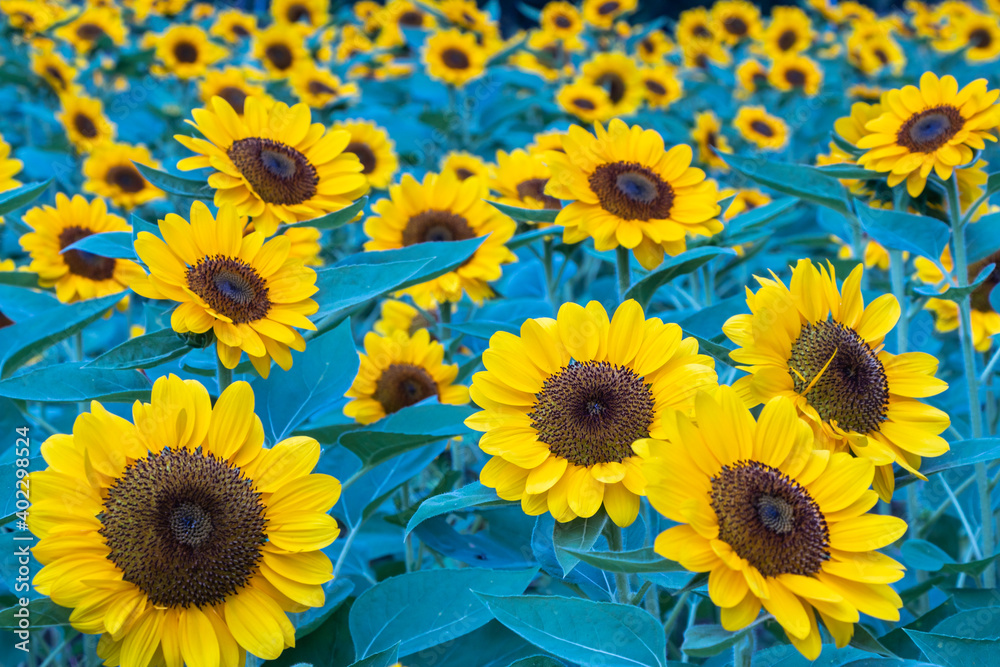 Fototapeta premium Selective focus sunflowers in a nature background.Beautiful yellow flowers in field.