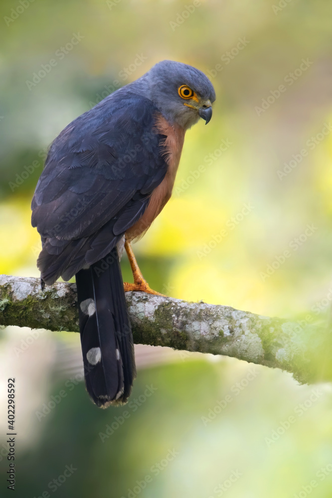 Obraz premium Red-chested Goshawk, Accipiter toussenelii