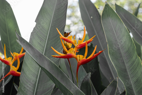 Beautiful Heliconia flower. Common names for the genus include Dwarf Jamaican flower,lobster-claws, toucan peak, wild plantains or false bird-of-paradise.