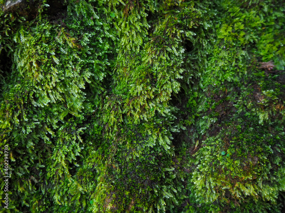 Round natural beautiful green moss on the stone background texture beautiful in nature, Green spruce branches, Beautiful background of moss for wallpaper.