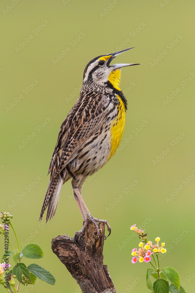 Naklejka premium Eastern Meadowlark, Sturnella magna