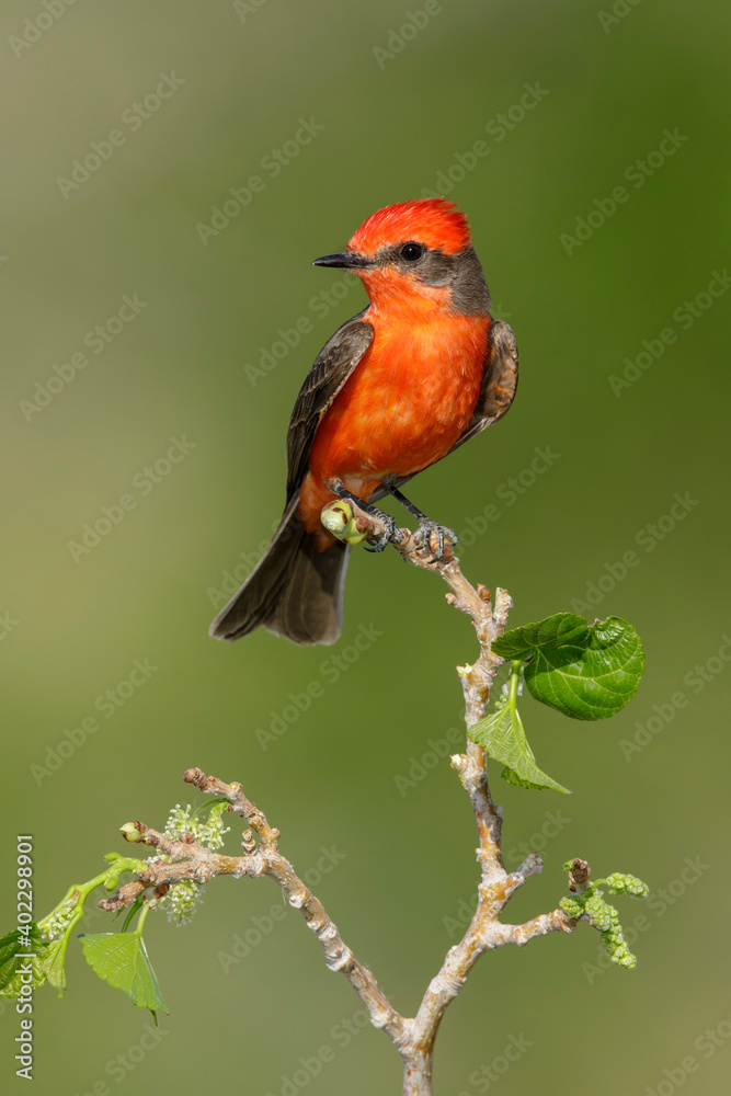 Vermilion Flycatcher, Pyrocephalus obscurus Vermilion Flycatcher, Pyrocephalus obscurus