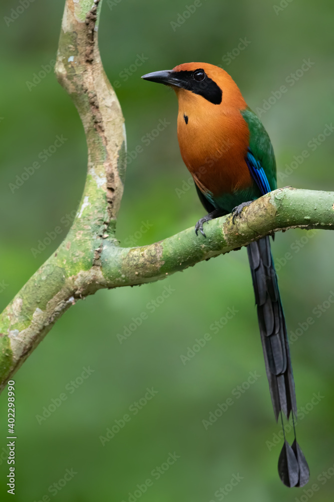 Rufous Motmot, Baryphthengus martii Rufous Motmot, Baryphthengus martii