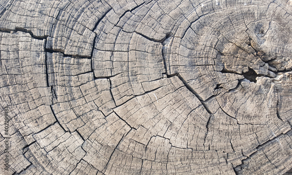 Fototapeta premium The bark of tree texture background