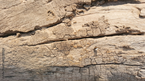 Photo of an old tree trunk with cracks