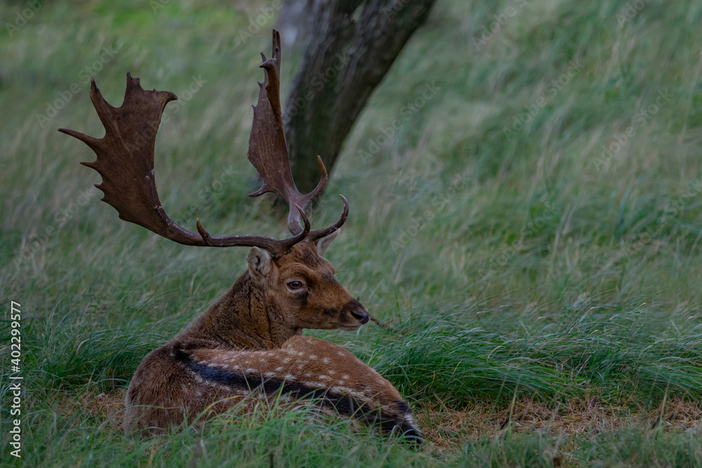 Fallow Deer