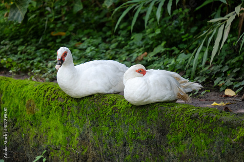Two ducks on the wall