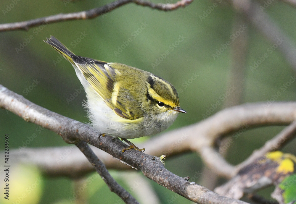 Pallas's Leaf Warbler, Phylloscopus proregulus