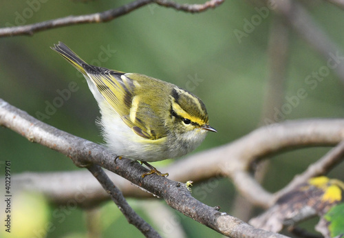 Obraz na płótnie Pallas's Leaf Warbler, Phylloscopus proregulus w salonie