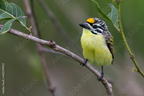 Yellow-fronted Tinkerbird, Pogoniulus chrysoconus photo