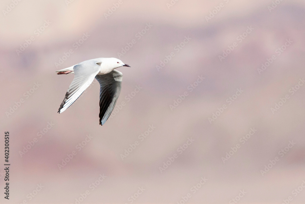 Dunbekmeeuw, Slender-billed Gull, Chroicocephalus genei