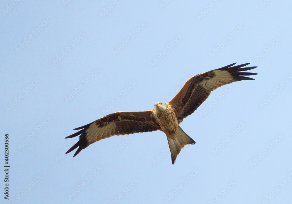 Red Kite, Milvus milvus Red Kite, Milvus milvus