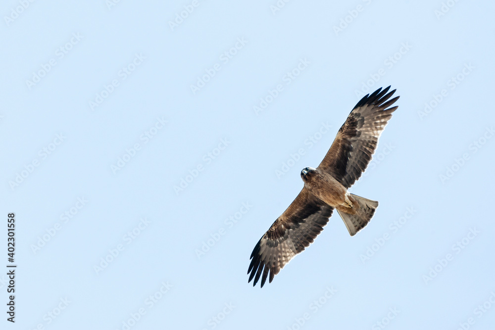 Fototapeta premium Booted Eagle, Hieraaetus pennatus