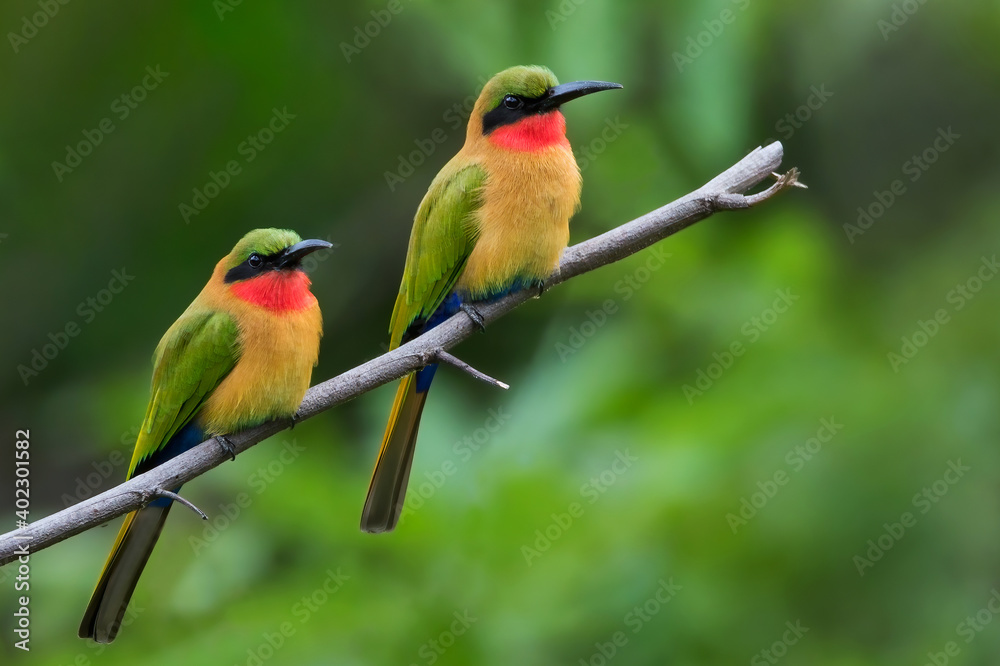 Fototapeta premium Red-throated Bee-eater, Merops bulocki