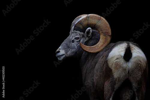 Plakat Bighorn sheep