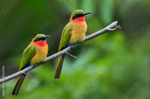 Red-throated Bee-eater, Merops bulocki photo