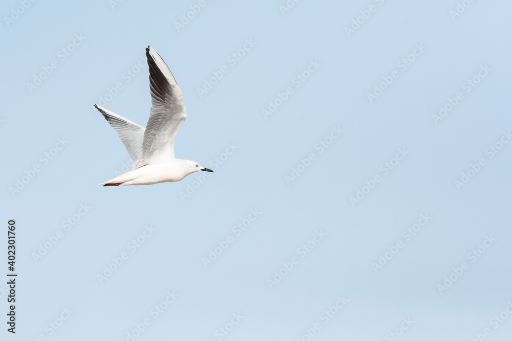 Dunbekmeeuw, Slender-billed Gull, Chroicocephalus genei Dunbekmeeuw, Slender-billed Gull, Chroicocephalus genei