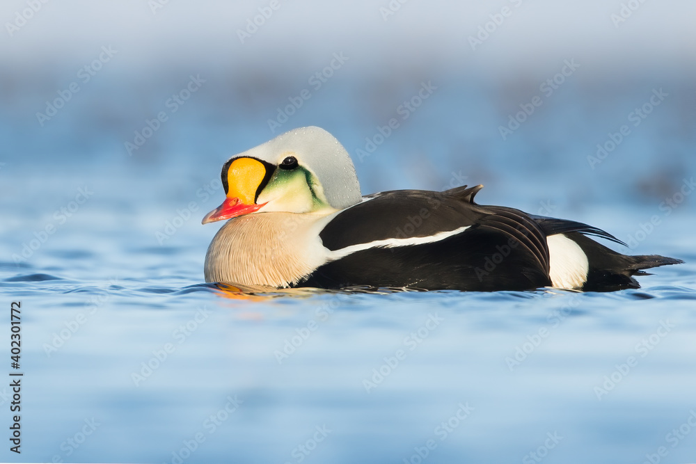 Fototapeta premium King Eider, Somateria spectabilis