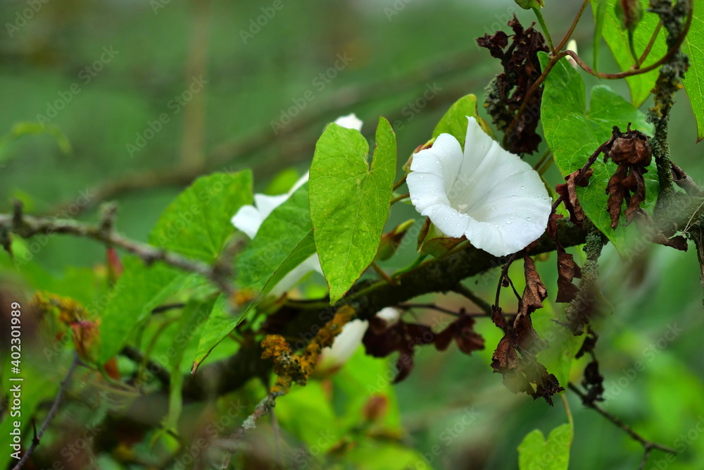 Bindweed flowers, Latin name Convolvulus arvensis on a branch Bindweed flowers, Latin name Convolvulus arvensis on a branch