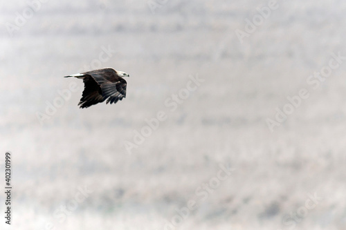 Pallas's Fish Eagle, Haliaeetus leucoryphus photo