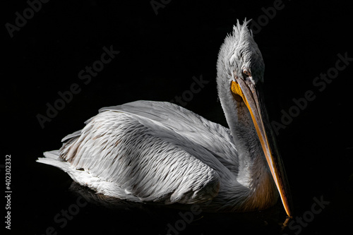 Obraz na płótnie Pelican