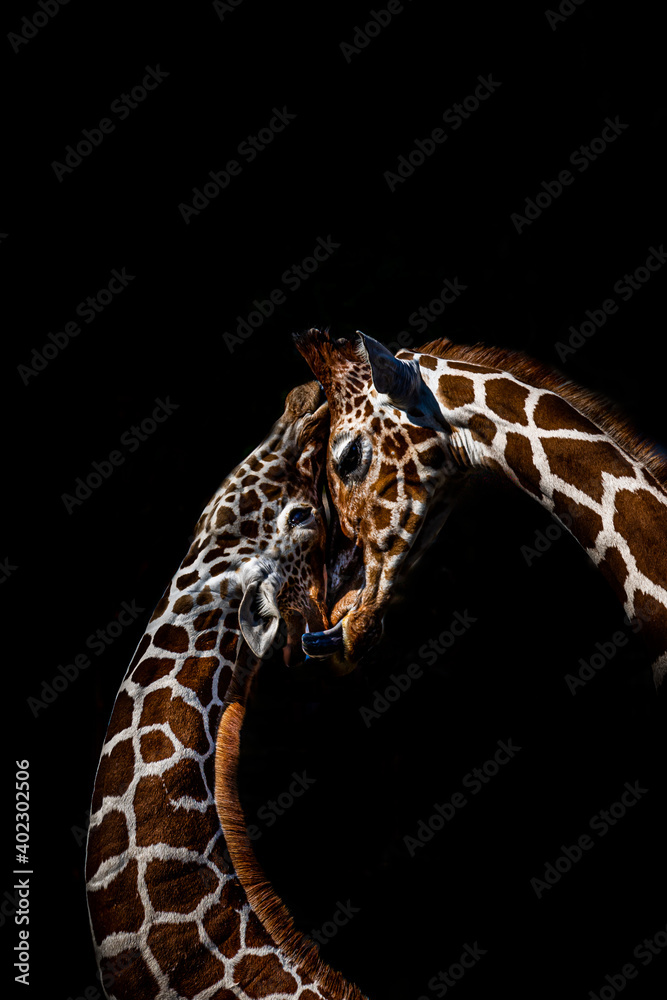 Naklejka premium Giraffes cuddling