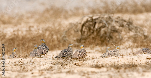 Kroonzandhoen, Crowned Sandgrouse, Pterocles coronatus