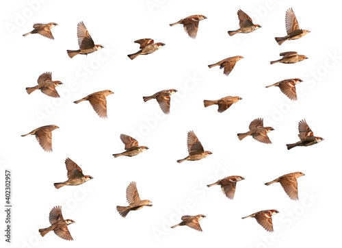 Sparrow flock rapid flight. Isolated on a white background 