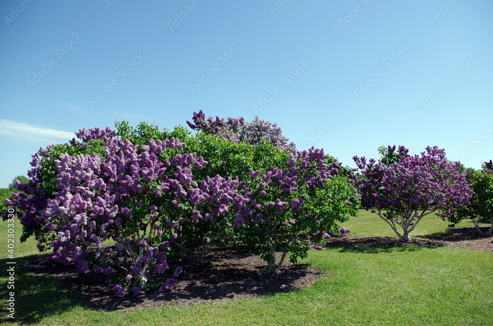fragrant bushes of blooming lilac fragrant bushes of blooming lilac