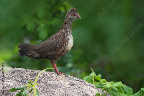 Wallpaper Mural Stone Partridge, Ptilopachus petrosus Torontodigital.ca