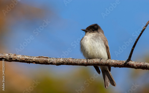 Bild auf Leinwand Eastern Phoebe, Sayornis phoebe