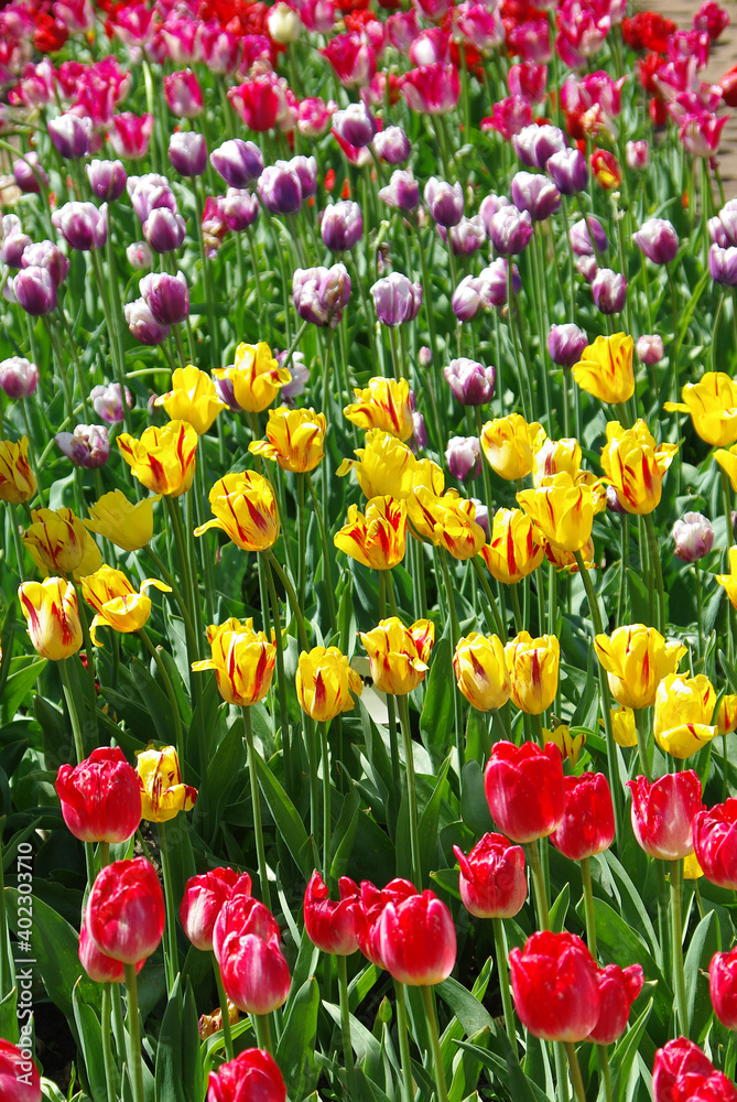 beautiful multicolored tulips in spring time