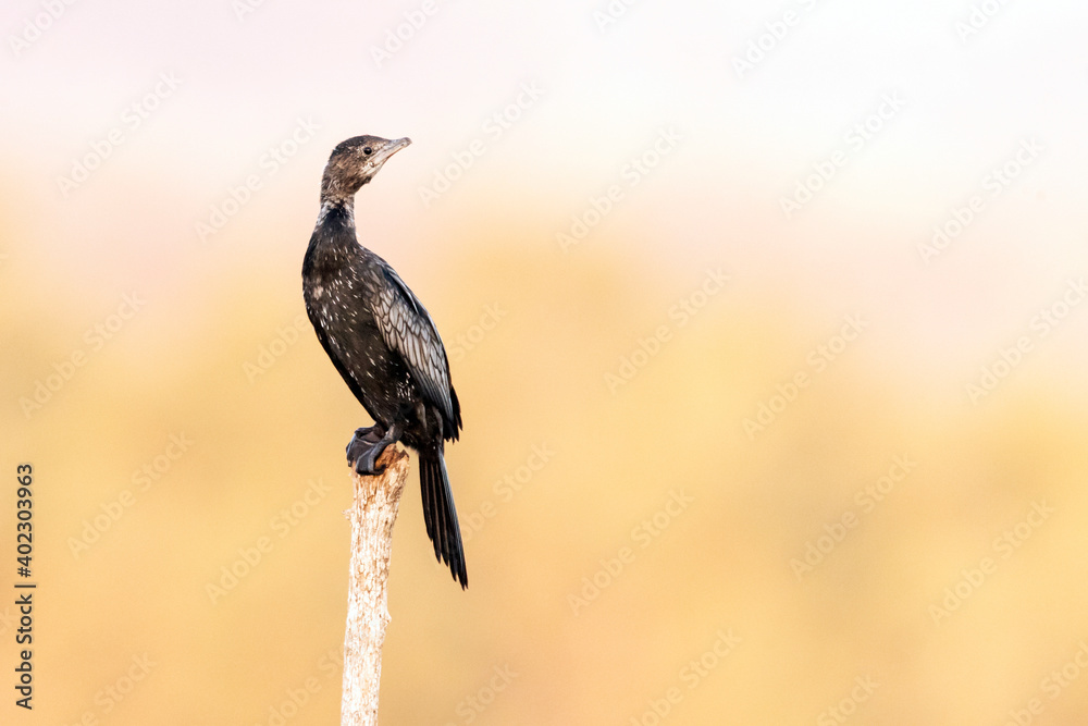 Obraz premium Dwergaalscholver, Pygmy Cormorant, Phalacrocorax pygmeus