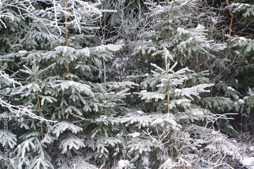 In Eis gehüllte Fichrten und Tannen in einem Wald bei Minustemperaturen.
