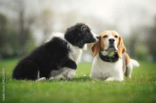 Photography Two dogs on a grass