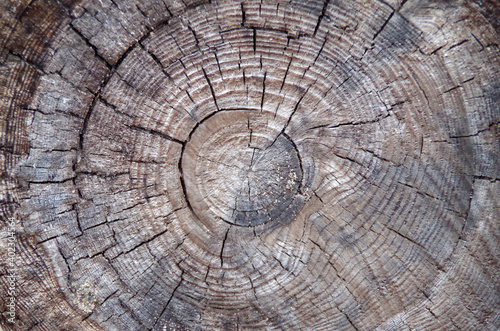 cut a very large and old tree