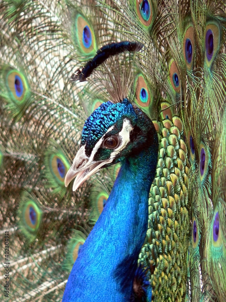 Obraz premium portrait of a handsome male peacock closeup