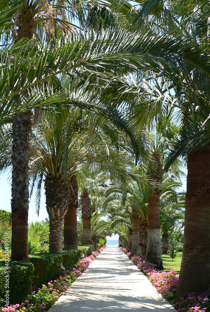 tropical palm alley to the sea