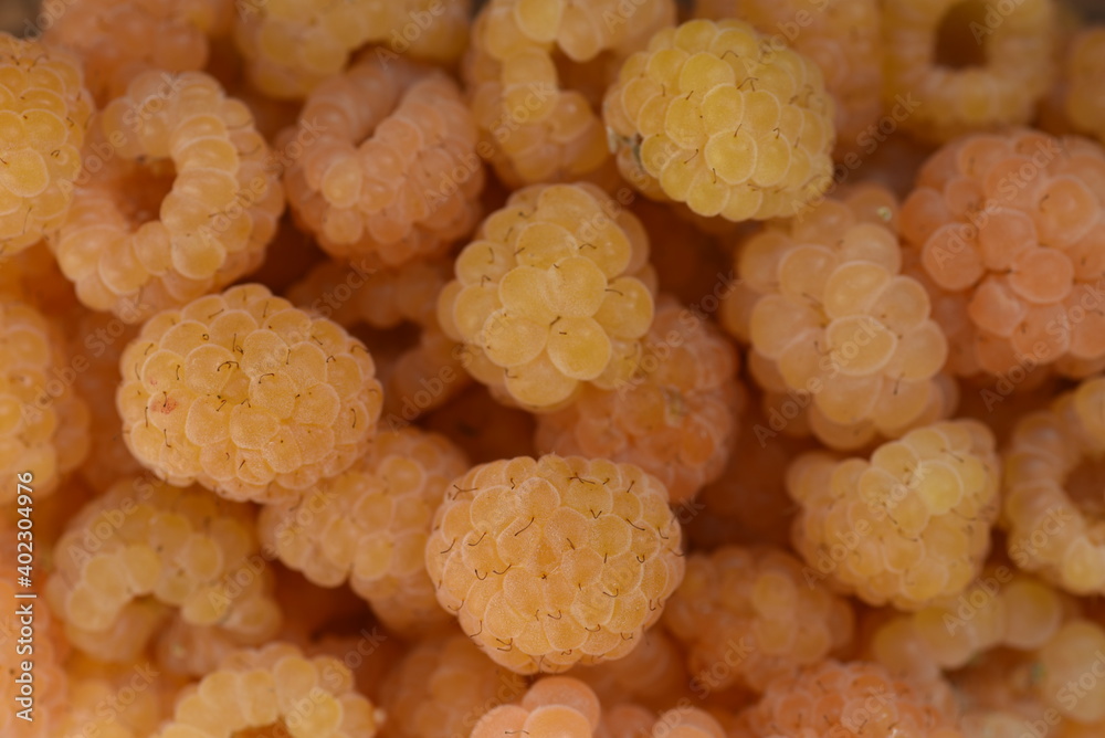 yellow raspberries healthy juicy delicious and natural self health yellow raspberries healthy juicy delicious and natural self health