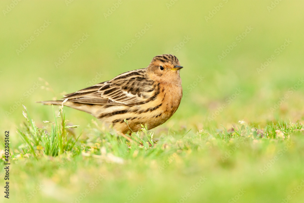 Roodkeelpieper, Red-throated Pipit, Anthus cervinus Roodkeelpieper, Red-throated Pipit, Anthus cervinus