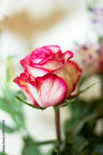 Pink and white blooming roses gifrt with love