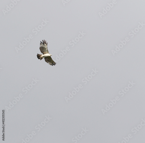Flores Hawk-eagle, Nisaetus floris photo