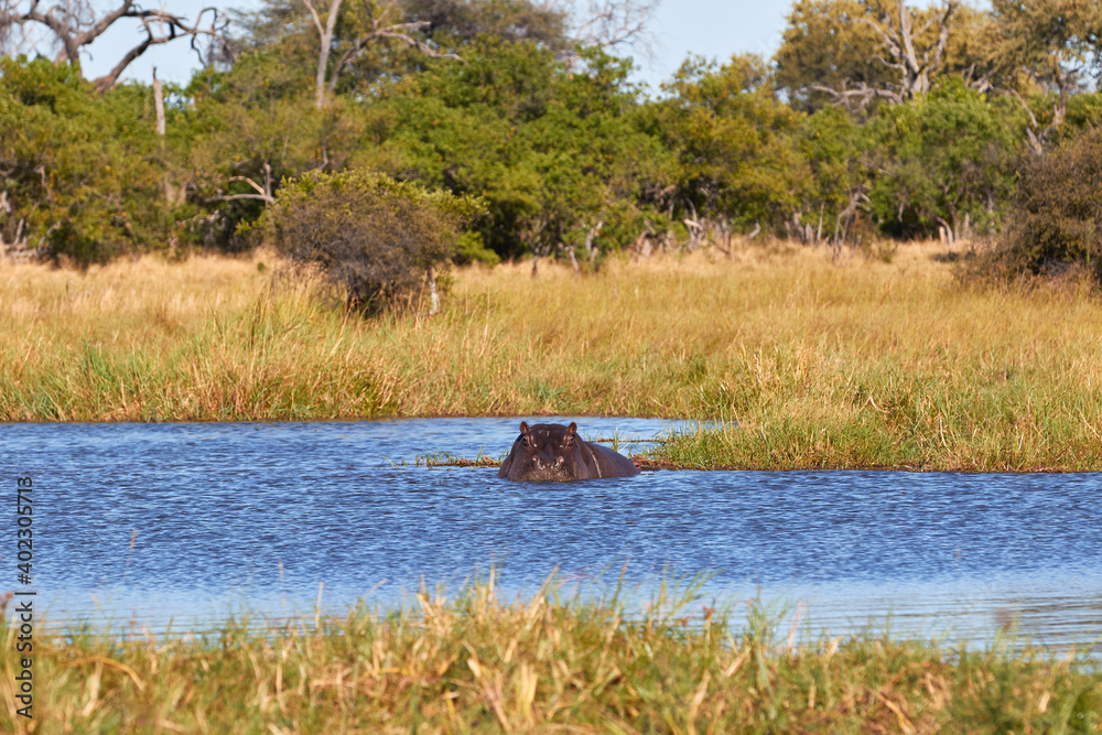Hippo in the water in Botswana Hippo in the water in Botswana