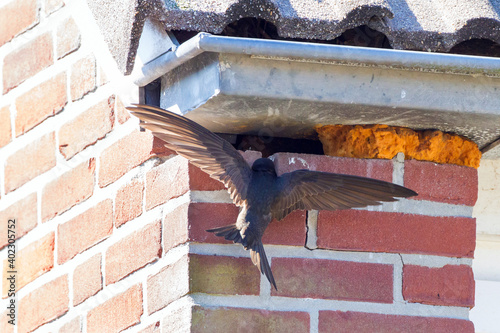 Obraz na płótnie Common Swift, Apus apus w salonie
