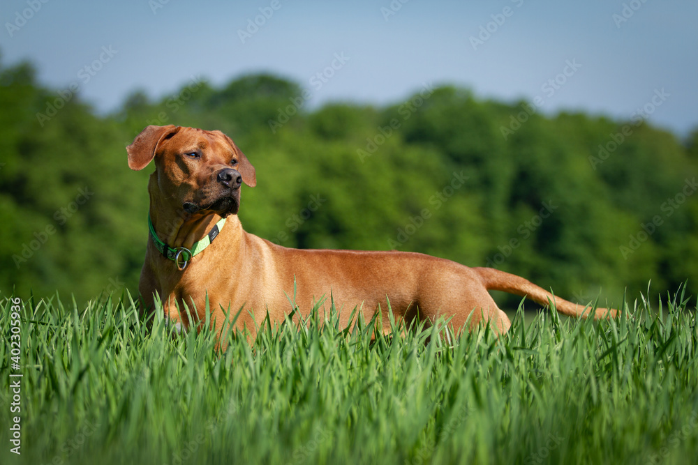 Proud rhodesian ridgeback in the grass Proud rhodesian ridgeback in the grass